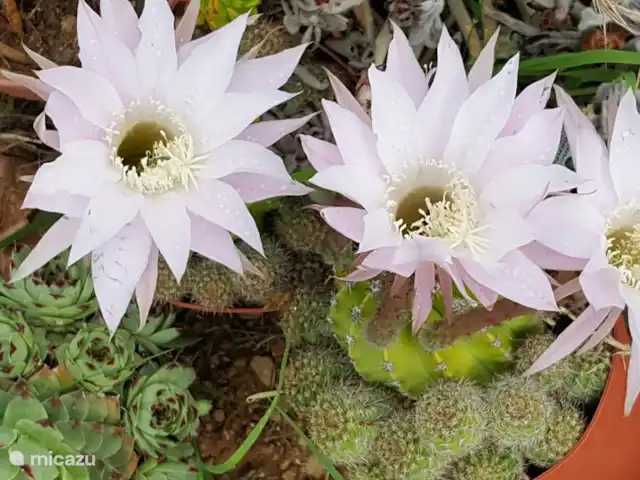 Spacieuse, très spacieuse villa Lou Paradou | France, Côte d'Azur, Bandol - villa Parfois sous forme de petite plante à grandes fleurs.