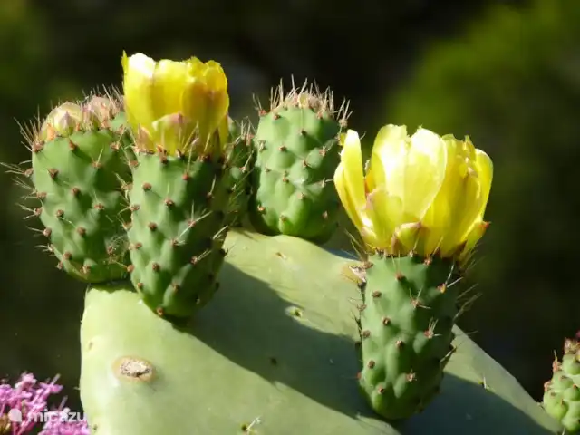 Spacieuse, très spacieuse villa Lou Paradou | France, Côte d'Azur, Bandol - villa Fleurs de cactus.