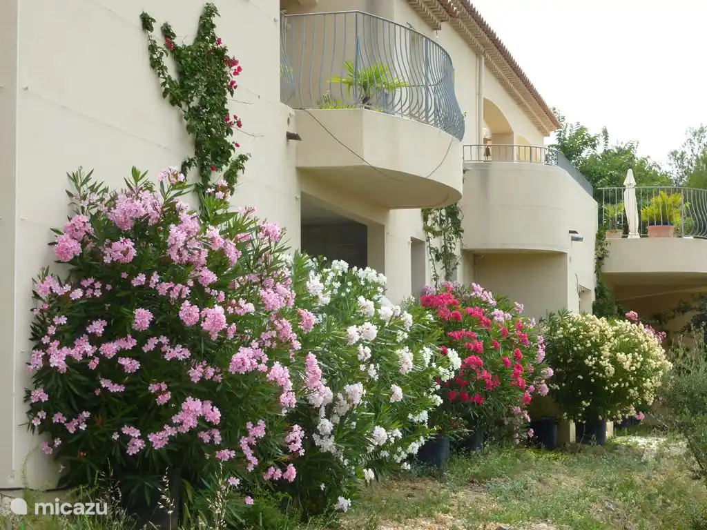 Unter dem Haus blühen die Oleander üppig.