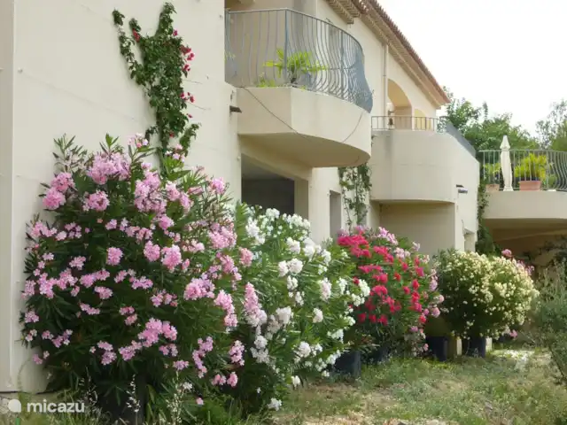 Spacieuse, très spacieuse villa Lou Paradou | France, Côte d'Azur, Bandol - villa Les lauriers roses fleurissent abondamment sous la maison.