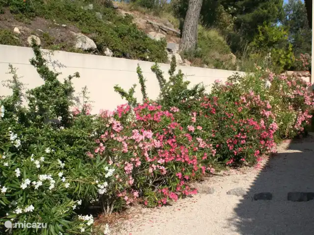 Spacieuse, très spacieuse villa Lou Paradou | France, Côte d'Azur, Bandol - villa La Cour est l'entrée de la maison. Au printemps, les épines de feu fleurissent, en été, les lauriers-roses fleurissent abondamment.