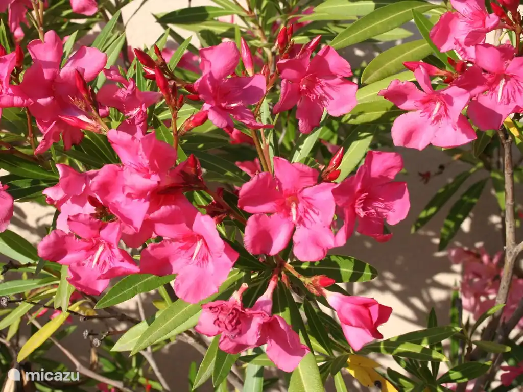 Den Oleandern in der Cour geht es gut,