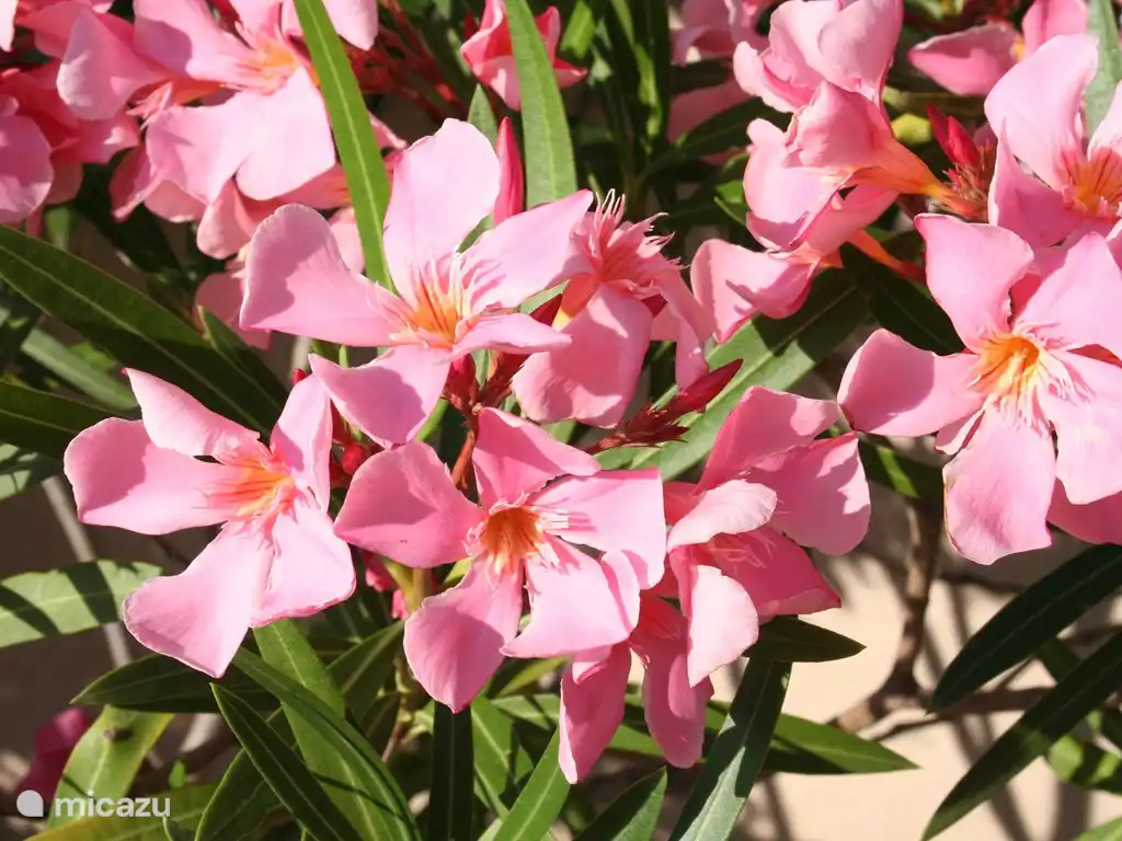 in verschiedenen Farben.