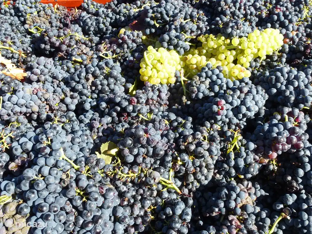 Weintrauben für Rot und Rosé.