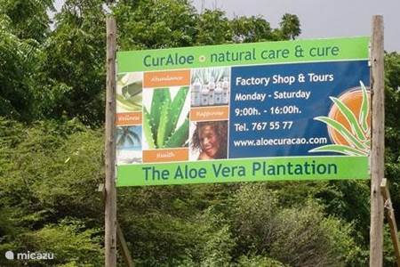 Aloe Vera Plantage Curacao