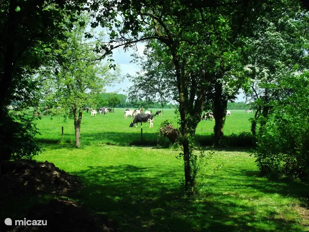 Von der überdachten Terrasse Blick in den Garten und auf die Wiese.