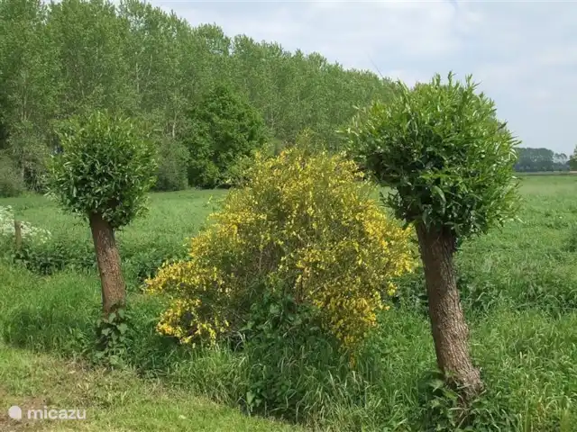 bungalow huren in Nederland, Gelderland, Hummelo – Hessenhuisje Langs de knotwilgen op naar het Hessenhuisje