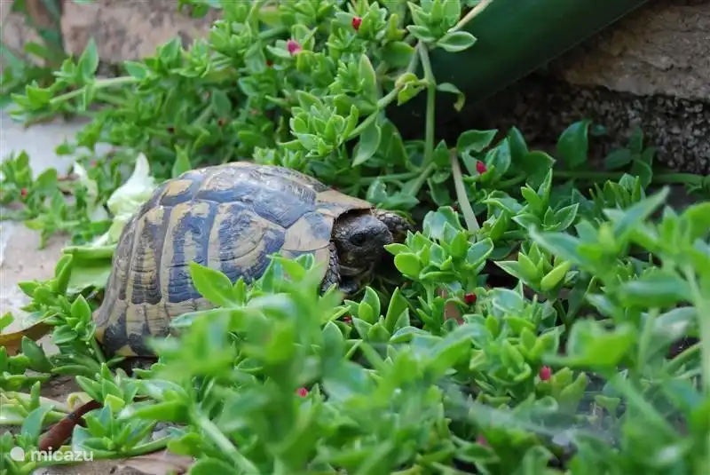 A permanent resident of La Tortue