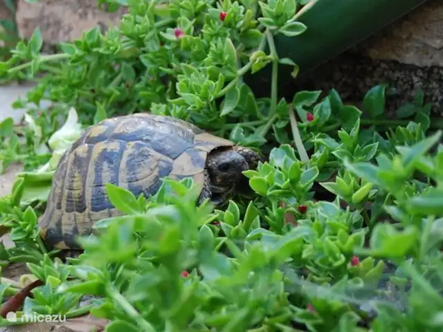 Wandelen, Frankrijk, Corsica, Porto-Vecchio, vakantiehuis La Tortue Een vaste bewoner van La Tortue