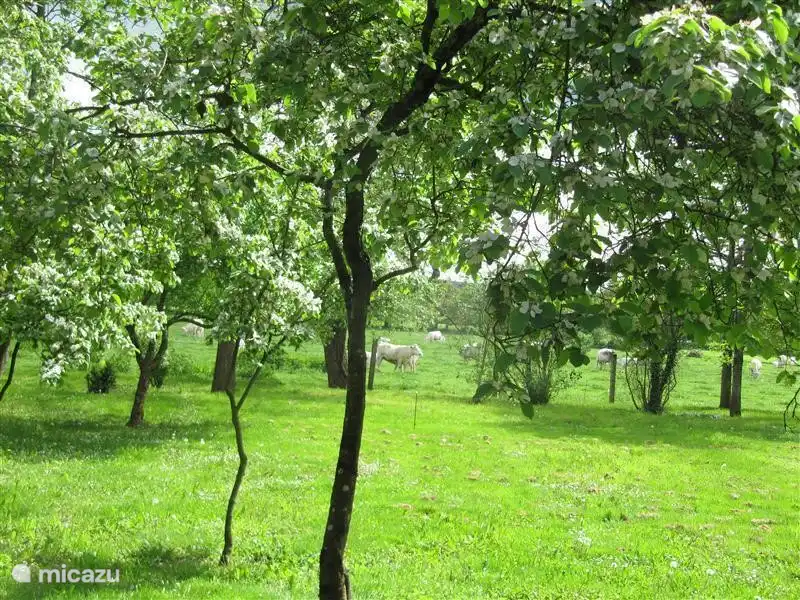from the spacious terrace you can see the white cows grazing in the distance