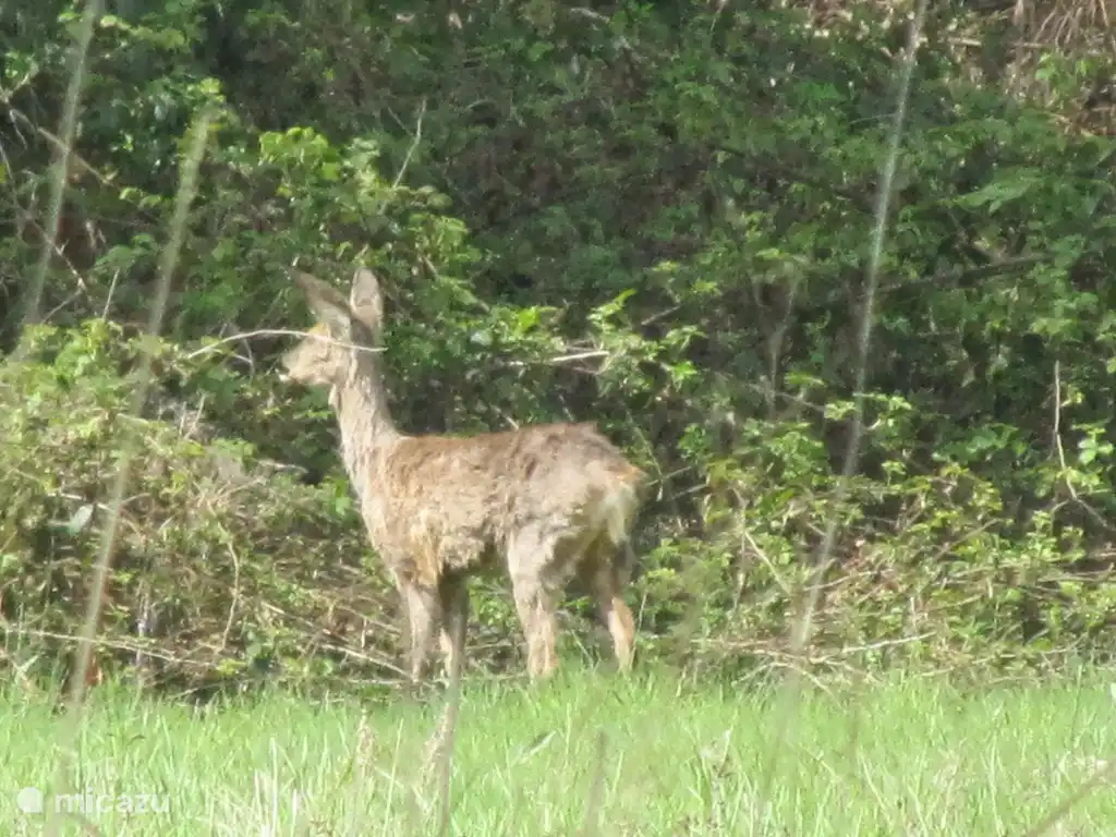 many deer in the immediate vicinity