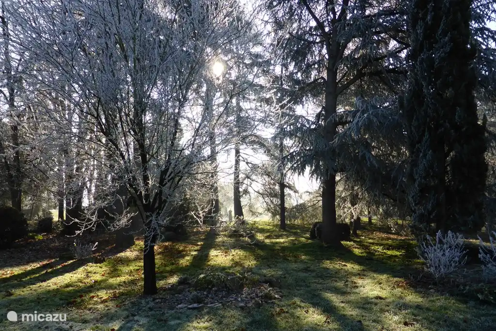 the garden in winter