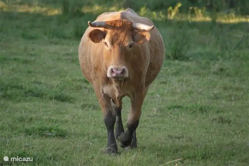 Daher bekannt in der Region: Limousin-Kühe! Köstliche Bestien, freundlich und vor allem lecker!
