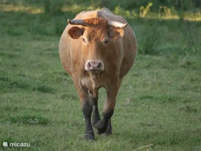 Domaine Horliday | France, Haute-Vienne, Champsac - maison de vacances C'est pour cela que la région est connue : les vaches limousines ! Des animaux merveilleux, sympathiques et surtout savoureux !