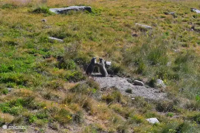Marmotas en la naturaleza