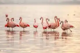 Flamingos, ganz besonders. Sie können sie in der Nähe von Goedereede sehen
