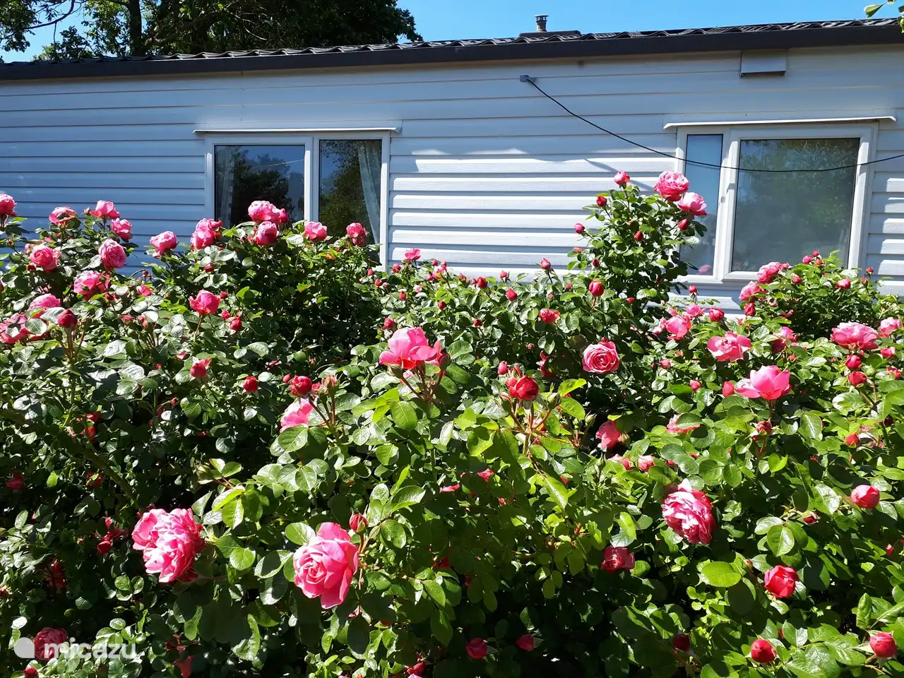 Das Chalet befindet sich neben einer Hecke aus Rosen, die die ganze Saison über blühen.