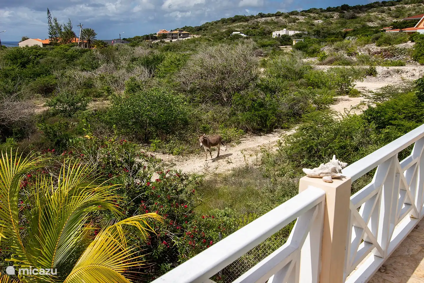 The donkeys are walking through the area on site and many birds are flying, including parrots