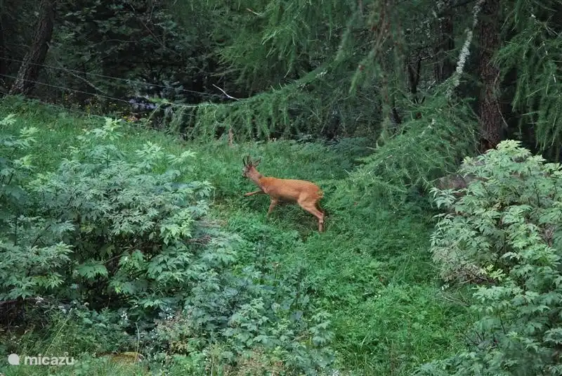 A kid in the garden in summer ....!
