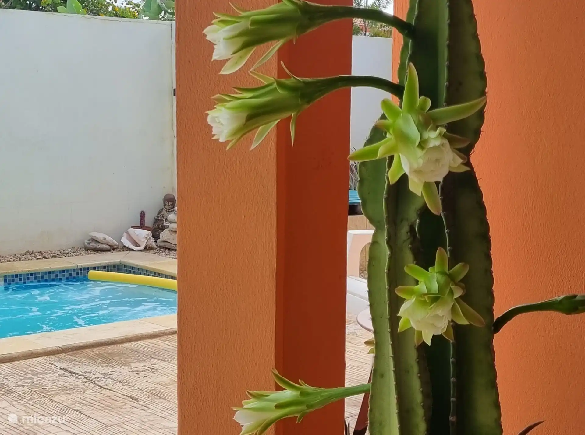 Mit etwas Glück können Sie diesen besonderen Kaktus selbst in Blüte sehen.  Die Blumen blühen nur 1 Nacht!