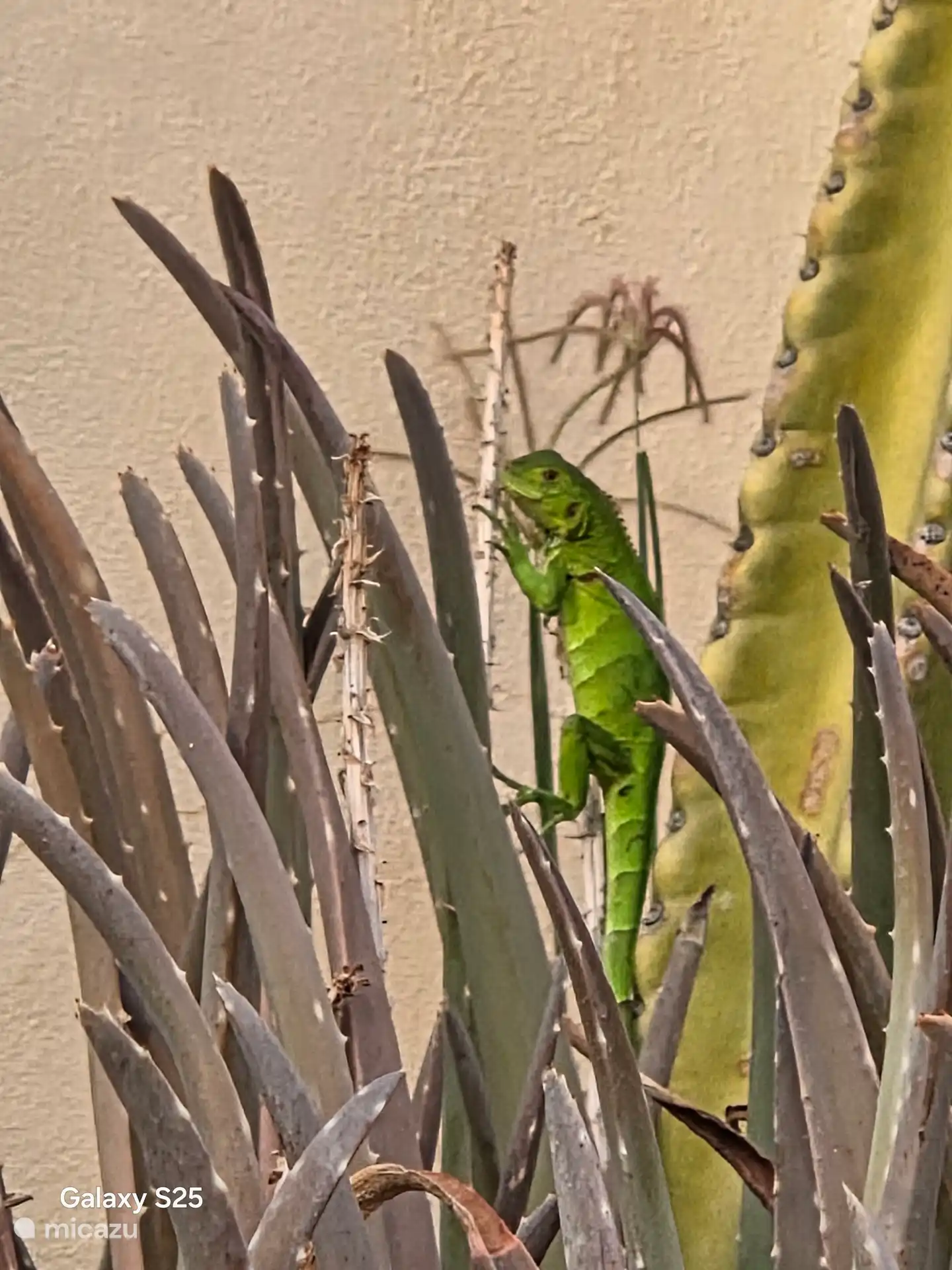 Alleen baby leguaantjes zijn zo groen!

