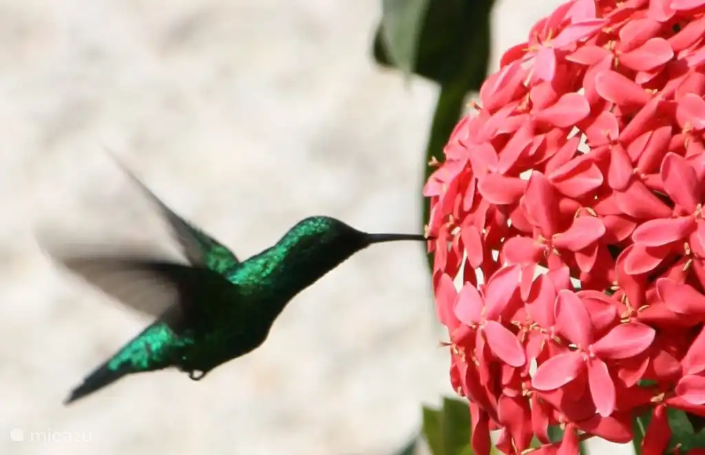 Der Kolibri kann täglich im Garten gesehen werden