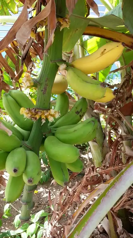 Regelmäßige frische Bananen aus dem Garten!