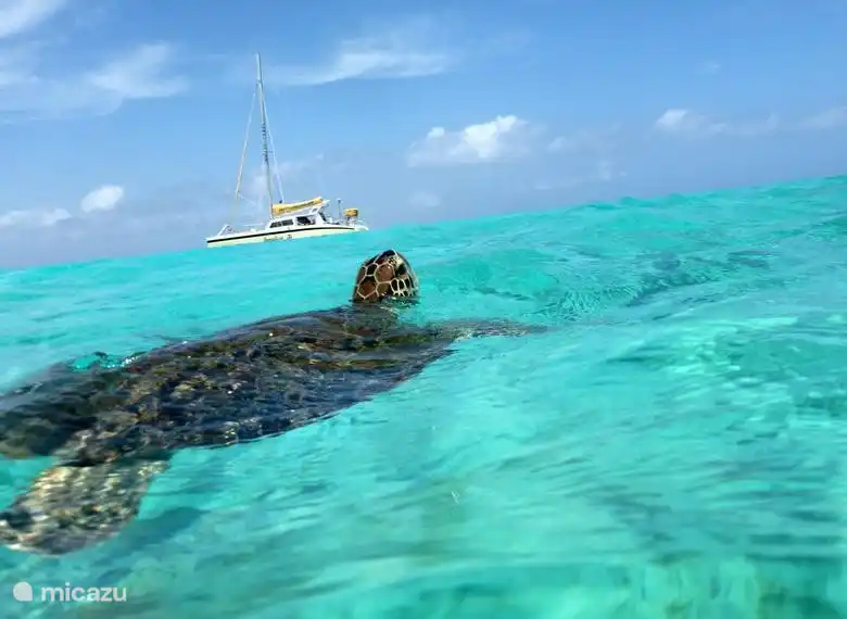 Bei Klein Curacao Sie regelmäßig sehen.