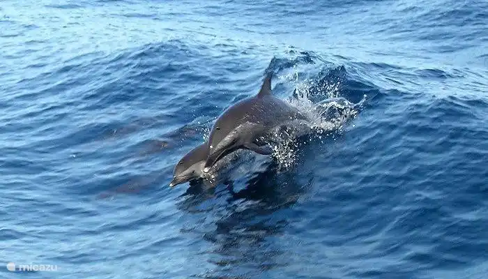 Mit ein wenig Glück kann man beim Schwimmen vorbei. Curacao Delfine