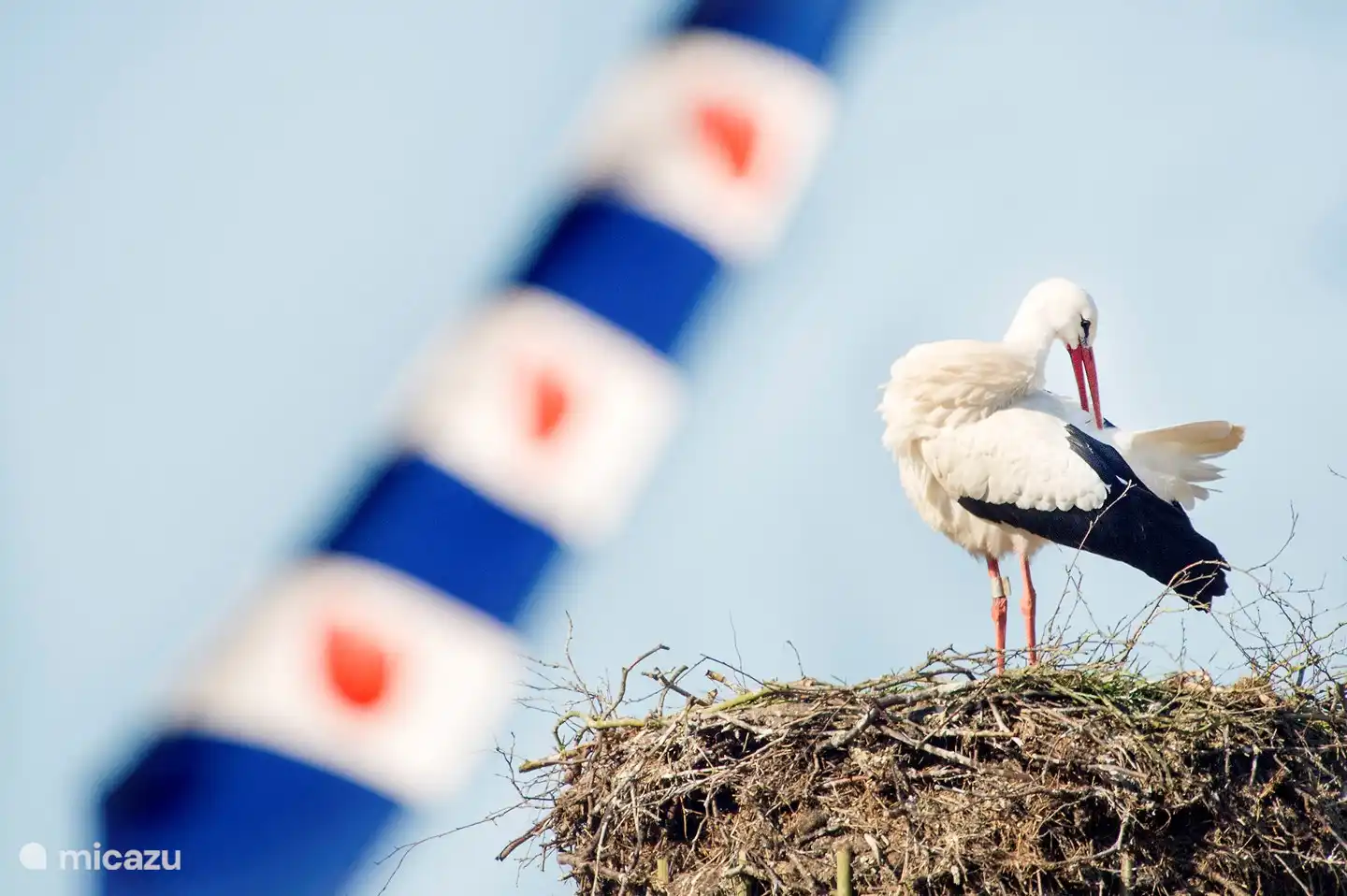 Stork on nest / Alde Feinen