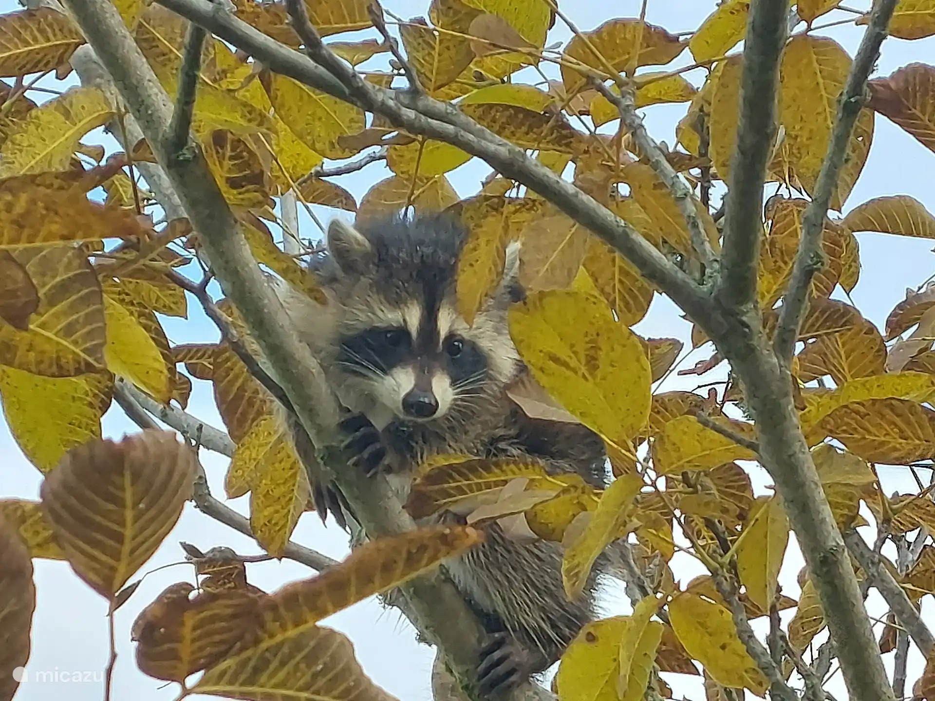 Een bijzondere gast op zoek naar walnoten  in onze boom. Naast wasbeertjes kunt u reeen zien in het weiland, een vos die af en toe op bezoek komt, wilde zwijnen en talloze vogels. In de avond  laat de uil van zich horen.