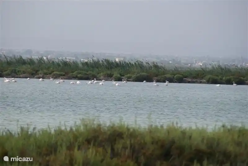 Los elegantes flamencos de cuello largo vienen regularmente a buscar alimento en los humedales costeros.
