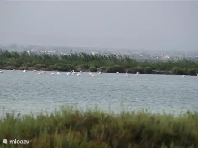 Villa Botman en España, Costa Blanca, Algorfa - villa Los elegantes flamencos de cuello largo vienen regularmente a buscar alimento en los humedales costeros.