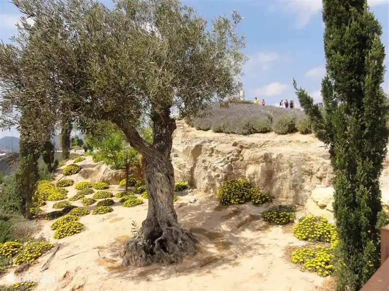 Olivos centenarios con suculentas de hermosos colores adornan el área