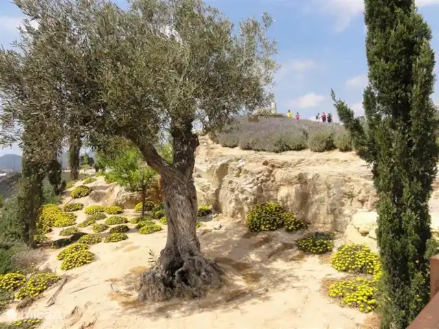 Villa Botman en España, Costa Blanca, Algorfa - villa Olivos centenarios con suculentas de hermosos colores adornan el área