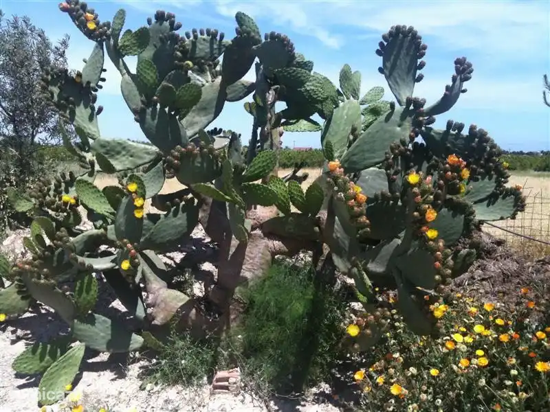 ¡Un cactus en flor en camino!
