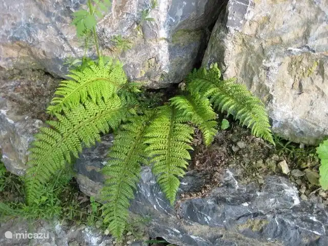 Location de Vacances Belgique, Ardennes, Bouillon, maison de vacances - Gretu26 Belles fougères entre les rochers