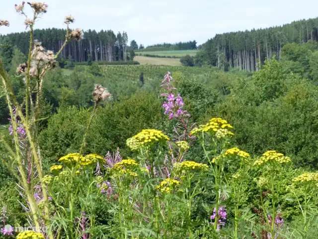 Location de Vacances Belgique, Ardennes, Bouillon, maison de vacances - Gretu26 beaucoup de fleurs sauvages