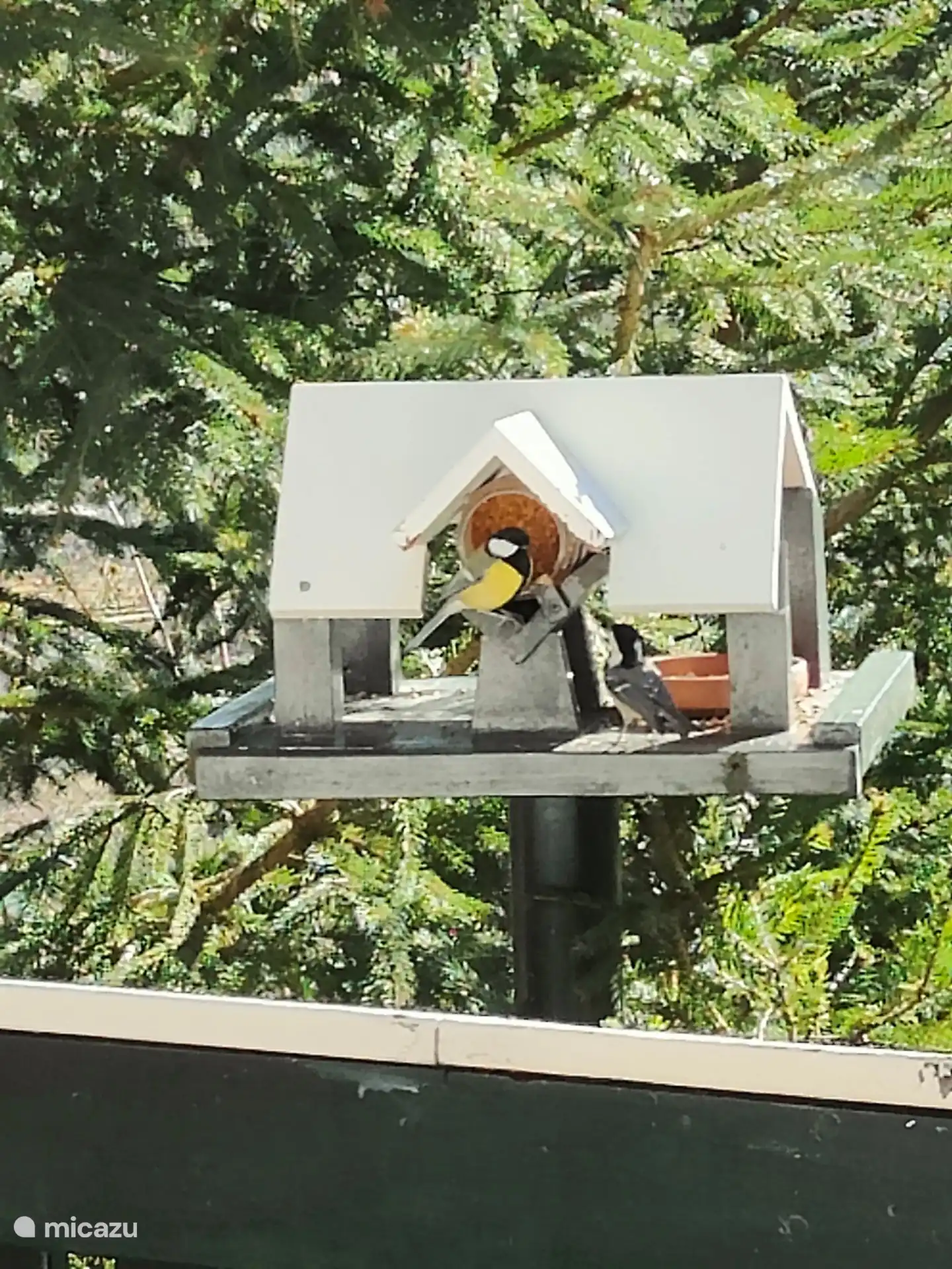 Vista desde la ventana de la cocina de los p&#225;jaros que entran y salen.