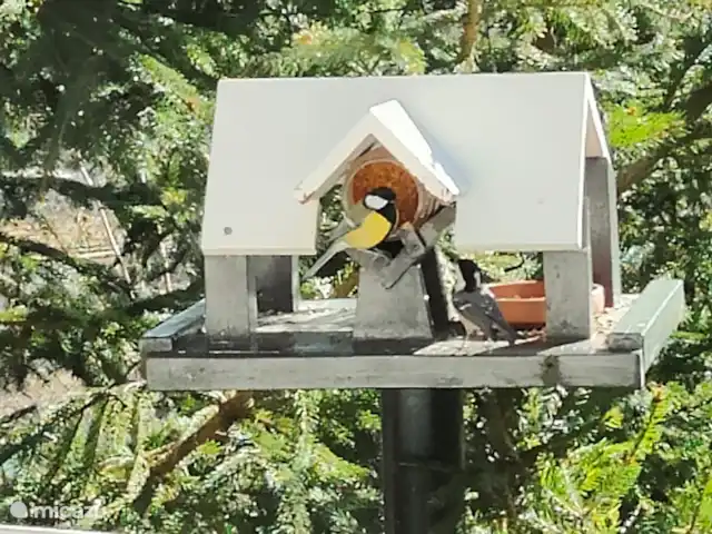 Blick am Sonne | Allemagne, Rhénanie-Palatinat, Mörschied - maison de vacances Vue de la fenêtre de la cuisine sur les oiseaux qui entrent et sortent.