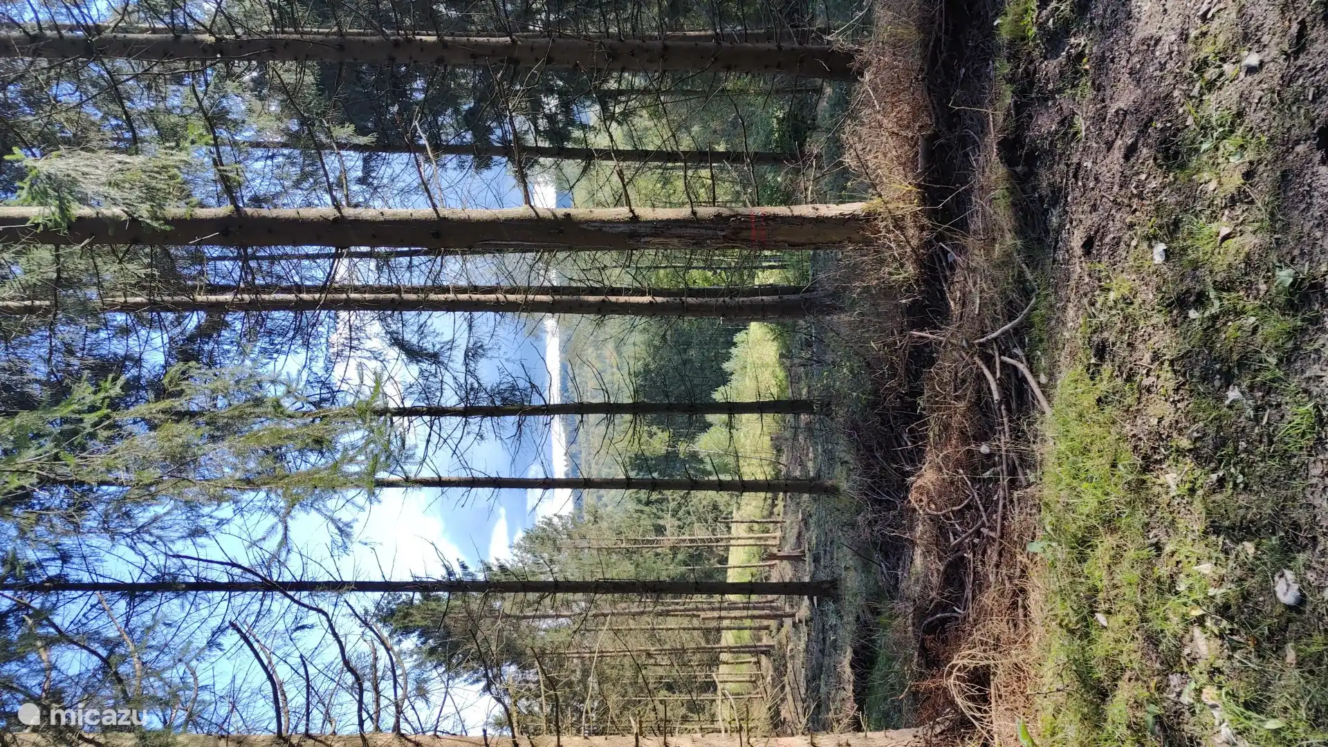 El bosque justo detr&#225;s del chalet donde se pueden hacer horas de paseos marcados.
Mapas con rutas est&#225;n disponibles en la casa.