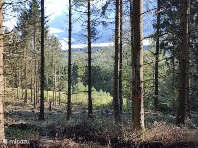 Blick am Sonne | Allemagne, Rhénanie-Palatinat, Mörschied - maison de vacances La forêt directement derrière le chalet où l’on peut faire des heures de promenades balisées.
Des cartes avec des itinéraires sont disponibles dans la maison.