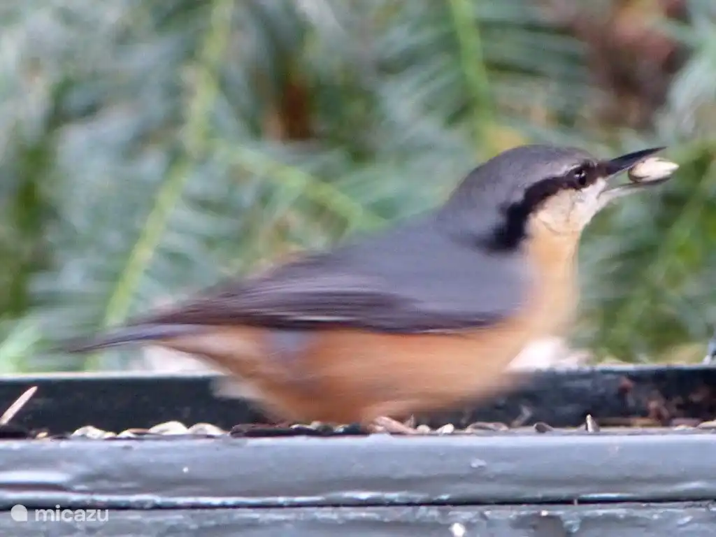 Kleiber auf dem Anlegetisch auf der Terrasse.