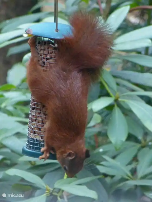 Eichhörnchen Einzug auf der Terrasse.