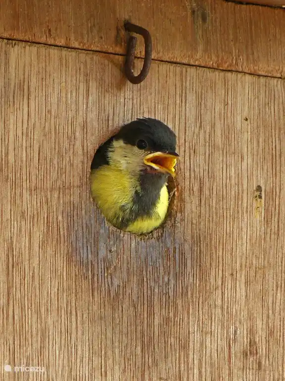 Junge tit geht fliegen aus Nistkasten in unserem Bungalow.