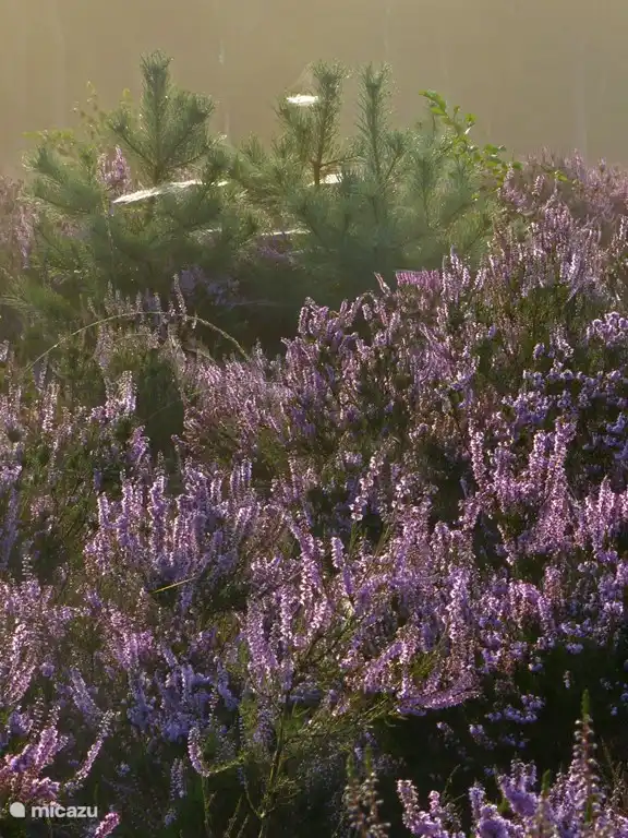 Blühende Heide im August bei Nunspeet.