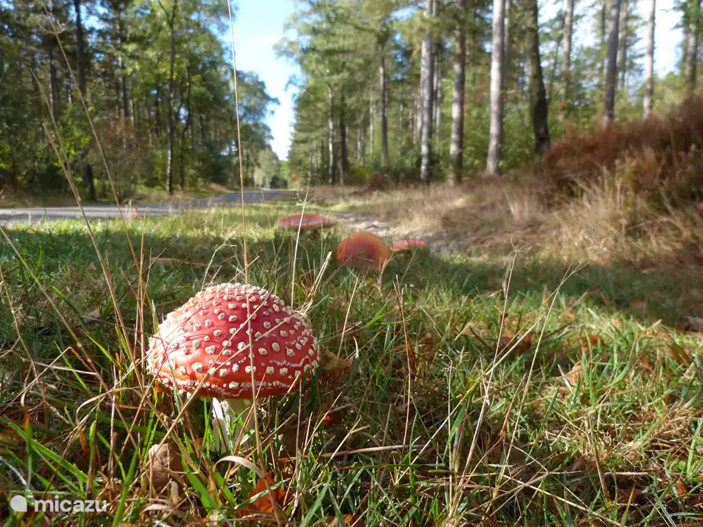 Fliegenpilz im Herbst Nunspeet.