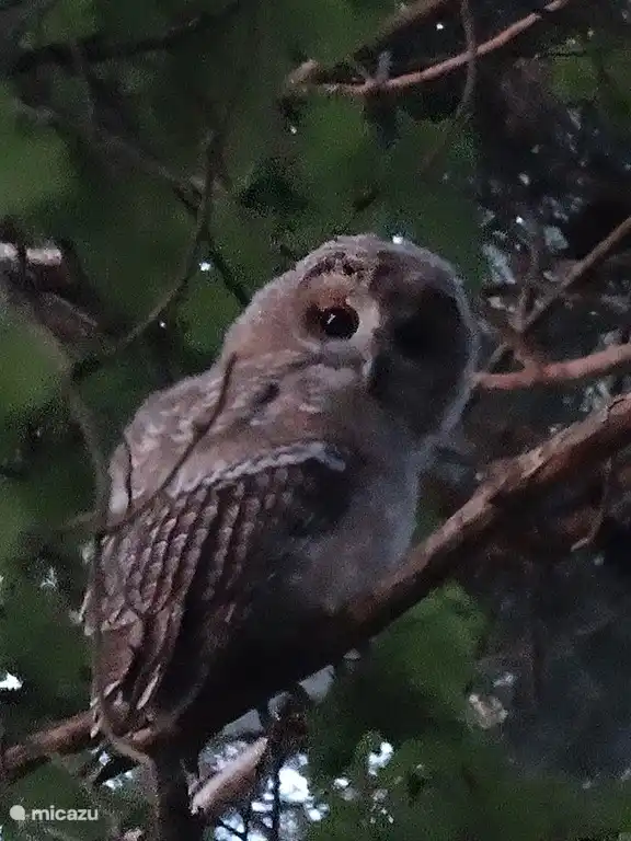 von Gästen im Garten entdeckt. Eule mit drei jungen Eulen.