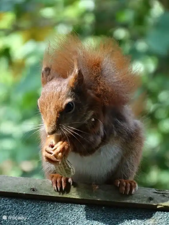 Von der Küche können Sie die Eichhörnchen zu sehen. Ist schön, die pelpinda auf der Voliere zu genießen.