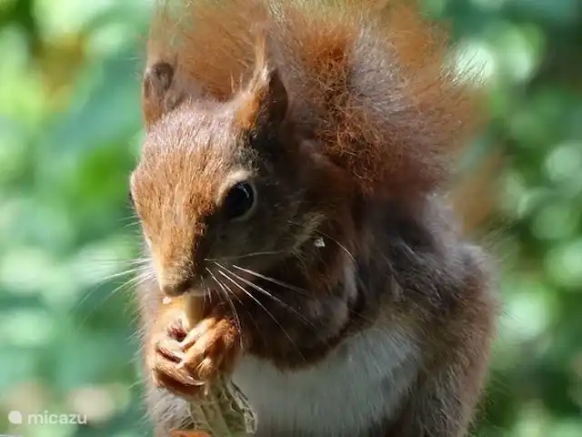 Château de la forêt | Pays-Bas, Brabant-Septentrional, Herpen - maison de vacances Vous pouvez voir l'écureuil de la cuisine. Profitez de manger des cacahuètes sur le nichoir.